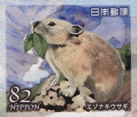 Northern Pika (Ochotona hyperborea)
