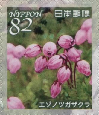 Blue Heath (Phyllodoce caerulea)