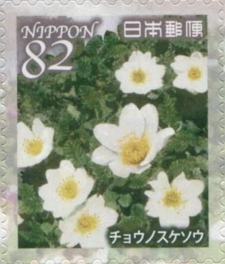 White Silverwort (Dryas octopetala)