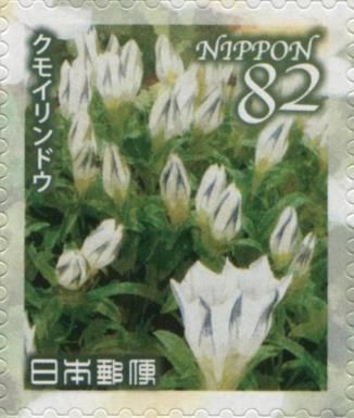 Arctic Gentian (Gentiana algida)