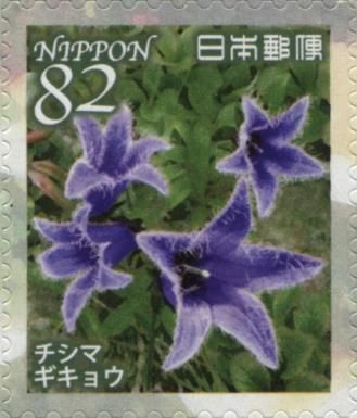 Dwarf Bellflower (Campanula chamissonis)