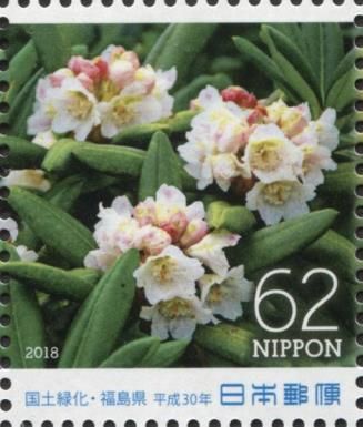 Rhododendron (Hymenanthes brachycarpum)