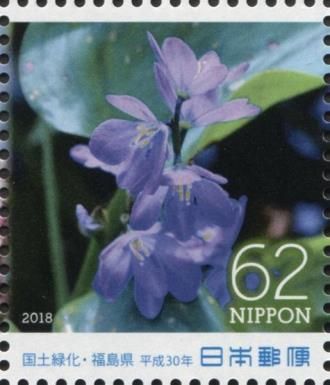 Water Hyacinth (Monochoria korsakowii)