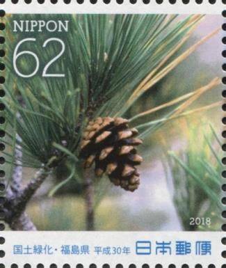 Japanese Black Pine (Pinus thunbergii)