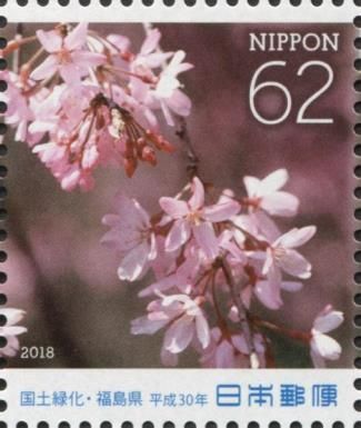 Weeping Cherry (Cerasus spachiana)