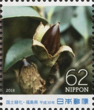 Itajii Chinkapin (Castanopsis sieboldii)