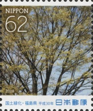 Japanese Zelkova (Zelkova serrata)