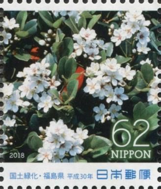 Indian Hawthorn (Rhaphiolepis indica)