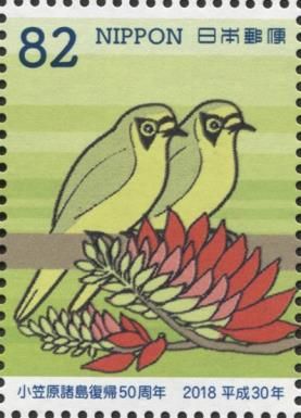 Bonin Eyeglasses Bird (Apalopteron familiare)
