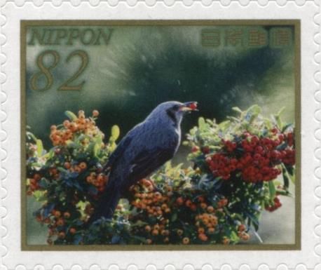 Siberian Blue Robin (Larvivora cyane)