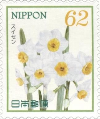 Narcissus