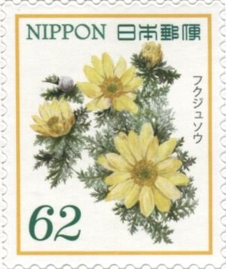 Pheasant's Eye (Adonis ramosa)