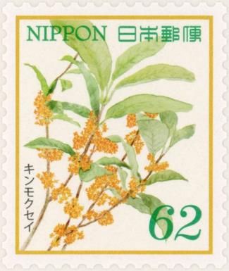 Sweet Osmanthus (Osmanthus fragrans)