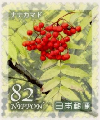 Japanese Rowan (Sorbus commixta)