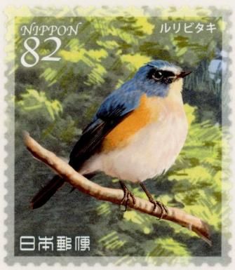Red-flanked Bluetail (Tarsiger cyanurus)