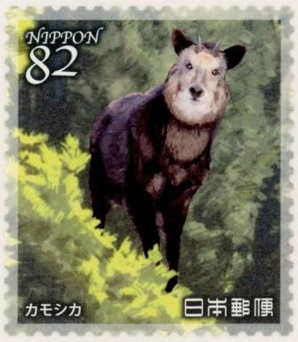 Japanese Serow (Capricornis crispus)