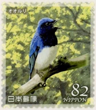 Blue-and-white Flycatcher (Cyanoptila cyanomelana)