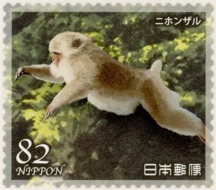 Japanese Macaque (Macaca fuscata)