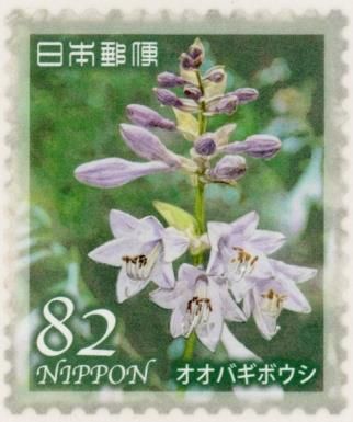 Plantain Lily (Hosta sieboldiana)