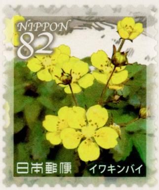 Potentilla ancistrifolia var. Dickinsii