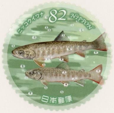 Nikkō Char (Salvelinus leucomaenis pluvius)