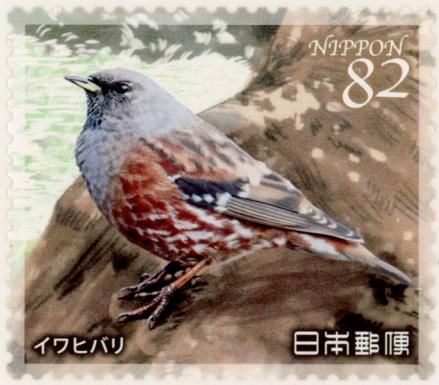 Alpine Accentor (Prunella collaris)