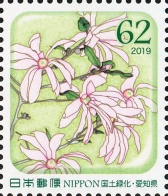 Star Magnolia