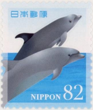 Common Bottlenose Dolphin (Tursiops truncatus)