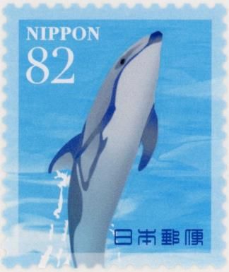 Pacific White-sided Dolphin (Sagmatias obliquidens)