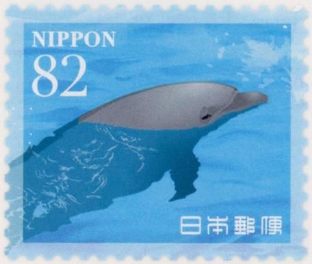 Common Bottlenose Dolphin (Tursiops truncatus)