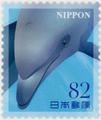 Common Bottlenose Dolphin (Tursiops truncatus)