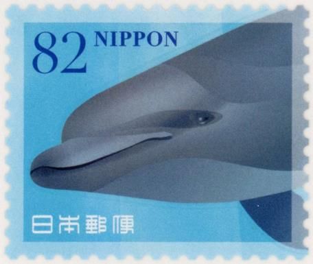 Common Bottlenose Dolphin (Tursiops truncatus)