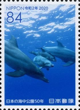 Minami Bottlenose Dolphins, Ogasawara National Park
