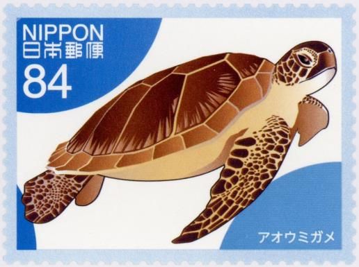 Green Turtle (Chelonia mydas)