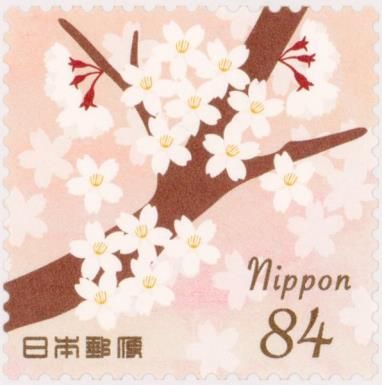Cherry Blossoms