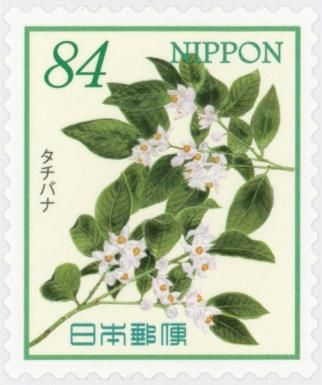 Tachibana Orange Blossoms (Citrus tachibana)