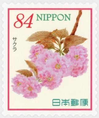 Pink Cherry Blossoms