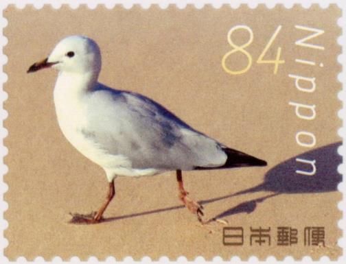 Seagull