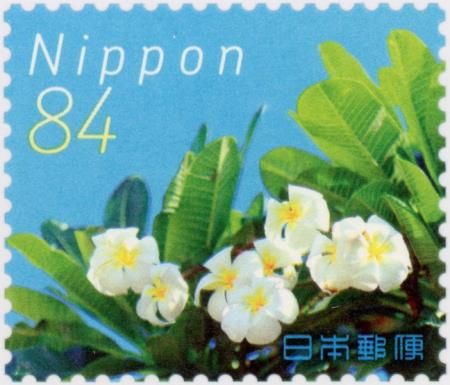 White Frangipani