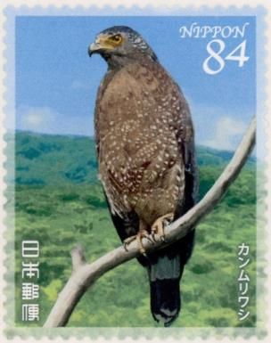 Crested Serpent Eagle (Spilornis cheela)