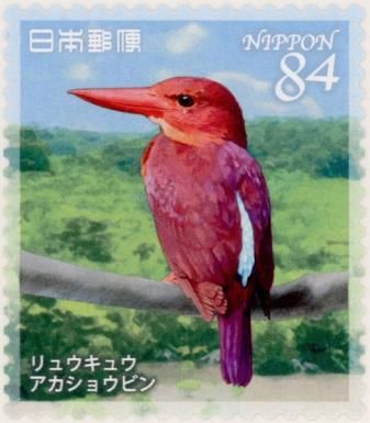 Ruddy Kingfisher (Halcyon coromanda)