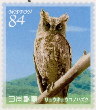 Ryukyu Scops-Owl (Otus elegans)