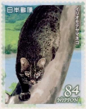 Iriomote Cat (Prionailurus bengalensis iriomotensis)