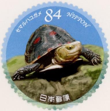 Chinese Box Turtle (Cuora flavomarginata)