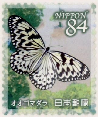 Large Tree Nymph (Idea leuconoe)