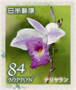 Bamboo Orchid (Arundina graminifolia)