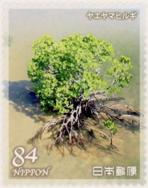 Loop-root Mangrove (Rhizophora mucronata)