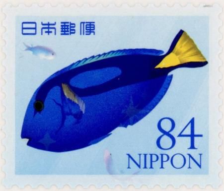 Blue Tang (Paracanthurus hepatus)