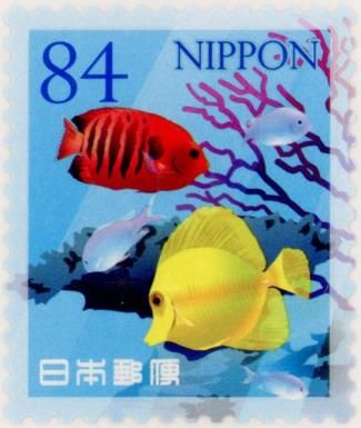 Shepard’s Angelfish and Yellow Tang