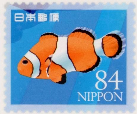 Ocellaris Clownfish (Amphiprion ocellaris)